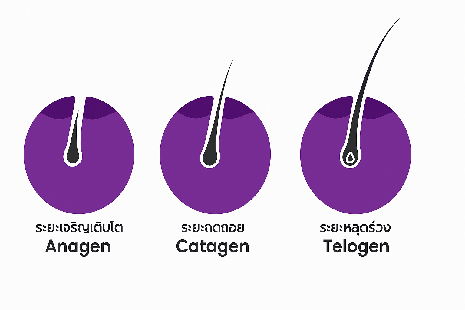 วงจรการงอกผม Anagen-Catagen-Telogen